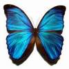 SJ - Butterfly Paradise DEMO