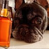 whisky dog （demo)