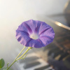 八月的牽牛花   |   輕音樂  |