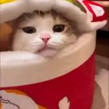巾巾進行曲