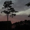 FOREST WIND CRYING