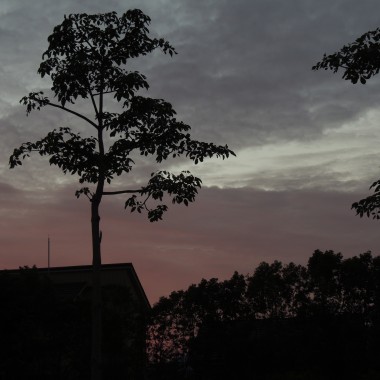 FOREST WIND CRYING