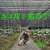 泥4我ㄉ龜背芋