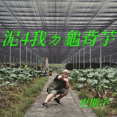 泥4我ㄉ龜背芋