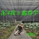 泥4我ㄉ龜背芋