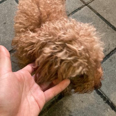 用盡犬力只要你回頭