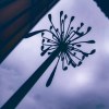 Water Lilies （demo）