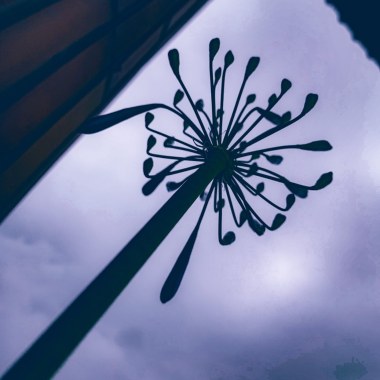Water Lilies （demo）