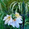 fiori sotto la pioggia