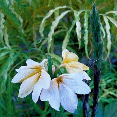 fiori sotto la pioggia