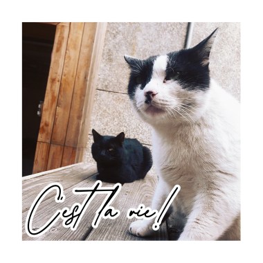 C’est la vie!