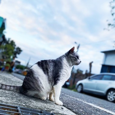 都蘭戀花我愛過