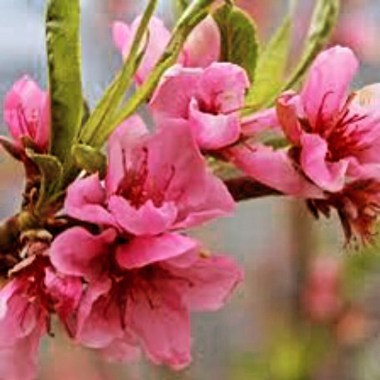 桃花開