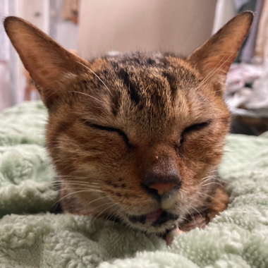 蒐集全世界的好運（demo）