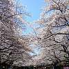 櫻花的美麗 (The Beauty of Cherry Blossoms)