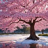 桜の痛み　The Pain of Cherry Blossoms