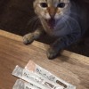 餵動物的人都不是壞人（雨天側錄版）