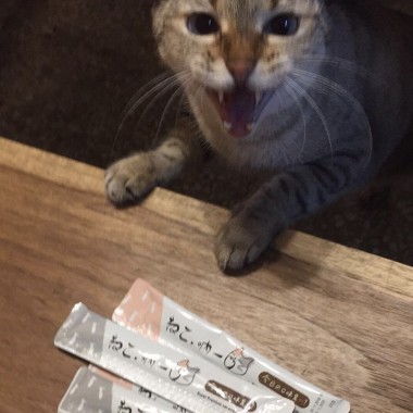 餵動物的人都不是壞人（雨天側錄版）