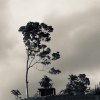 狼群 Wolf Pack_DEMO
