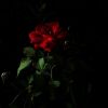 《花 Flower》 Demo