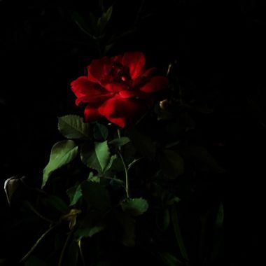 《花 Flower》 Demo