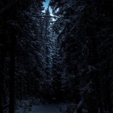 Dark Forest (demo)