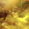 花季