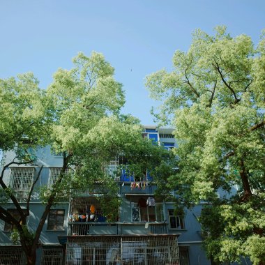 后来（cover：刘若英）