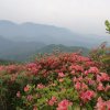 山花烂漫Demo