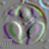 DWIW_demo