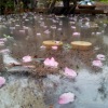 SAKURA/中區