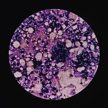 Apoptosis ft.潘婕PJ (demo)