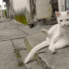 小杂兵
