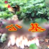 03. 狗狗gAy (ft. Hongja & RAW V.)