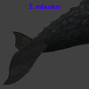 灰鯨 / E. robustus