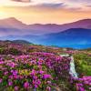 鮮花