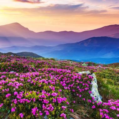 鮮花