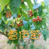 爇樱