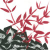 紅節草