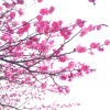 華魂 ~ Flourishing Spirits