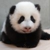 .小鹿2014新版有氣無力情人節獻禮