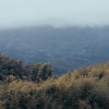 山林