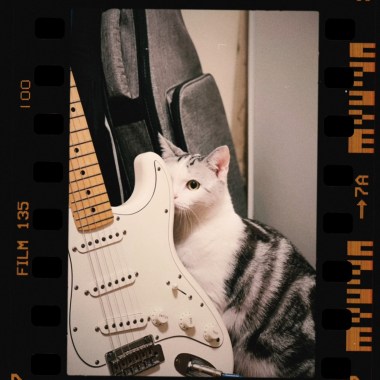全世界那么多猫