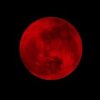 moon like bird  (demo_0705)