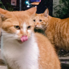 貓說 Neko Theory