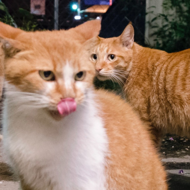 貓說 Neko Theory
