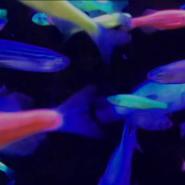 魚仔 FISH REMIX