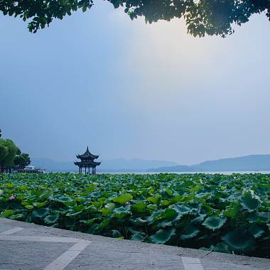 鯉魚