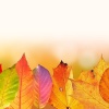 autumn（纯音乐）