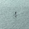 獨木舟(The Canoe)
